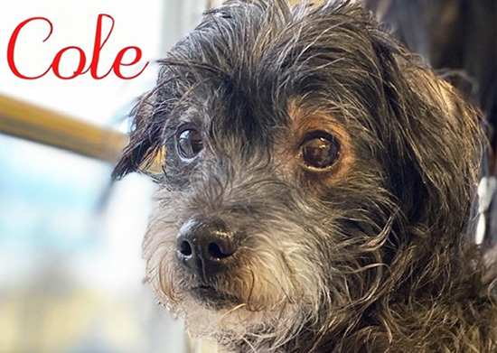 Pet Adoptions in Westport