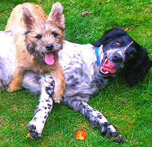Puppy Socialization and Dog Training