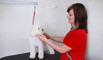 Westport Pet Grooming