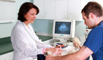 Ultrasound at Schulhof Animal Hospital